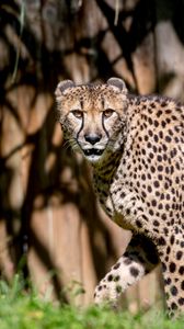 Preview wallpaper cheetah, glance, predator, animal