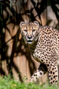 Preview wallpaper cheetah, glance, predator, animal