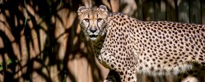 Preview wallpaper cheetah, glance, predator, animal