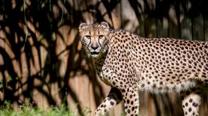 Preview wallpaper cheetah, glance, predator, animal