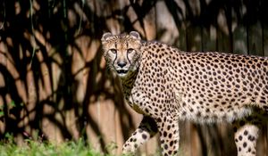 Preview wallpaper cheetah, glance, predator, animal