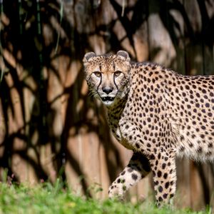 Preview wallpaper cheetah, glance, predator, animal