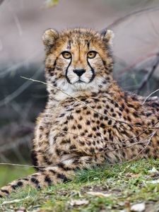 Preview wallpaper cheetah, glance, predator, big cat, animal, branches
