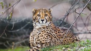 Preview wallpaper cheetah, glance, predator, big cat, animal, branches