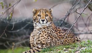 Preview wallpaper cheetah, glance, predator, big cat, animal, branches