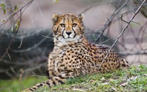 Preview wallpaper cheetah, glance, predator, big cat, animal, branches