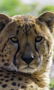 Preview wallpaper cheetah, glance, predator, animal, blur