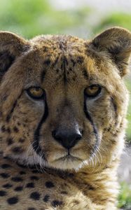 Preview wallpaper cheetah, glance, predator, animal, blur