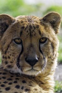 Preview wallpaper cheetah, glance, predator, animal, blur