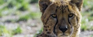 Preview wallpaper cheetah, glance, predator, animal, blur