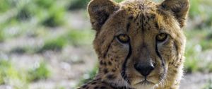 Preview wallpaper cheetah, glance, predator, animal, blur