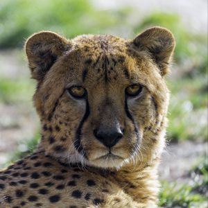 Preview wallpaper cheetah, glance, predator, animal, blur