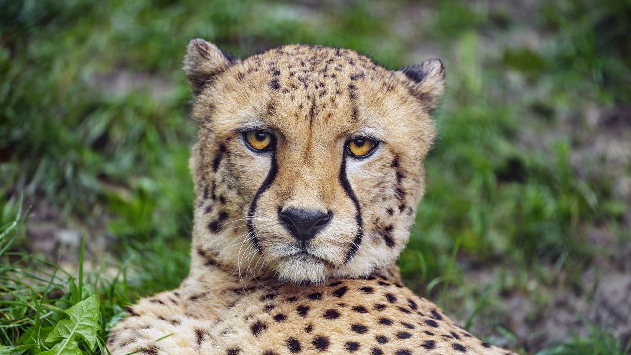 Wallpaper cheetah, glance, predator, big cat, animal