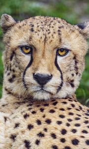 Preview wallpaper cheetah, glance, predator, big cat, animal