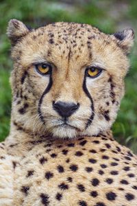 Preview wallpaper cheetah, glance, predator, big cat, animal