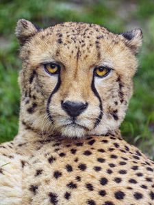 Preview wallpaper cheetah, glance, predator, big cat, animal