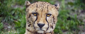 Preview wallpaper cheetah, glance, predator, big cat, animal