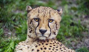 Preview wallpaper cheetah, glance, predator, big cat, animal