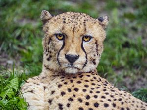 Preview wallpaper cheetah, glance, predator, big cat, animal