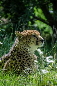 Preview wallpaper cheetah, grass, animal, big cat, predator, wild