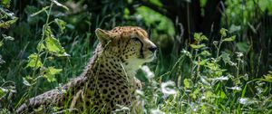 Preview wallpaper cheetah, grass, animal, big cat, predator, wild