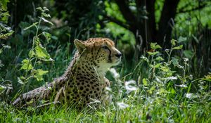 Preview wallpaper cheetah, grass, animal, big cat, predator, wild