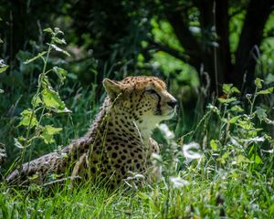 Preview wallpaper cheetah, grass, animal, big cat, predator, wild