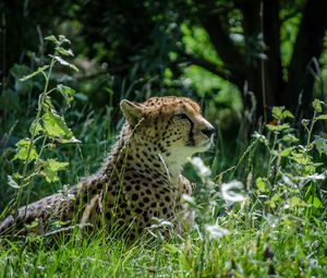 Preview wallpaper cheetah, grass, animal, big cat, predator, wild