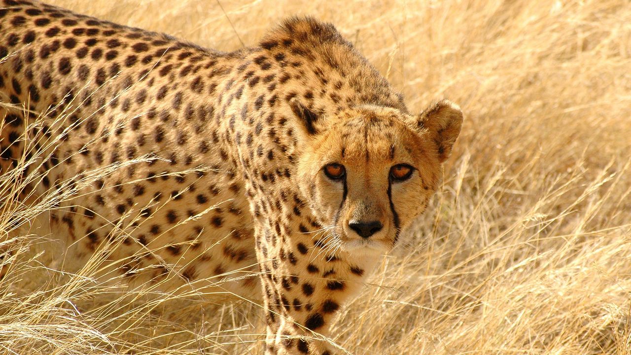 Wallpaper cheetah, grass, hunt, look, attentive
