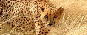 Preview wallpaper cheetah, grass, hunt, look, attentive