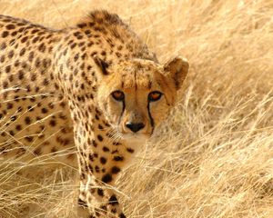 Preview wallpaper cheetah, grass, hunt, look, attentive