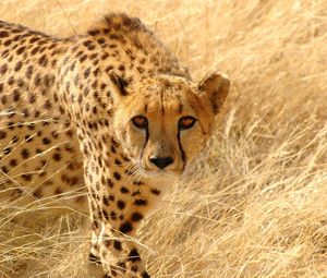 Preview wallpaper cheetah, grass, hunt, look, attentive
