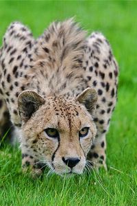 Preview wallpaper cheetah, grass, hunting, pose, lurk, big cat, spotted