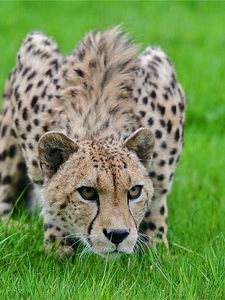 Preview wallpaper cheetah, grass, hunting, pose, lurk, big cat, spotted