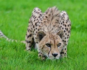 Preview wallpaper cheetah, grass, hunting, pose, lurk, big cat, spotted