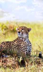 Preview wallpaper cheetah, grass, lie, predator