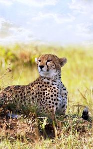 Preview wallpaper cheetah, grass, lie, predator