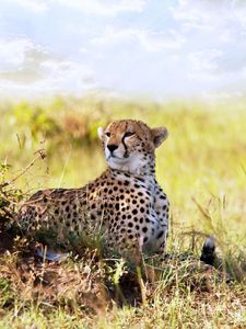 Preview wallpaper cheetah, grass, lie, predator