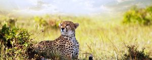 Preview wallpaper cheetah, grass, lie, predator