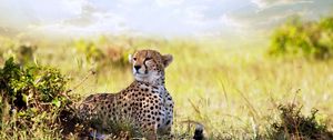 Preview wallpaper cheetah, grass, lie, predator