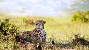 Preview wallpaper cheetah, grass, lie, predator