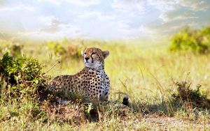 Preview wallpaper cheetah, grass, lie, predator
