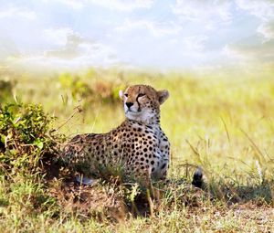 Preview wallpaper cheetah, grass, lie, predator