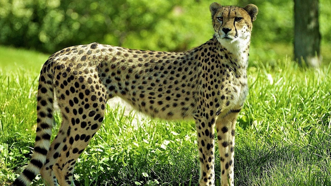 Wallpaper cheetah, grass, predator, watch