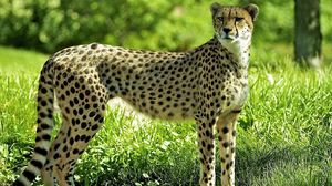 Preview wallpaper cheetah, grass, predator, watch