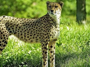 Preview wallpaper cheetah, grass, predator, watch