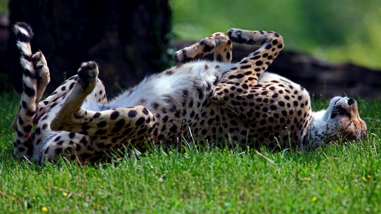 Wallpaper cheetah, grass, tumble, predator, lying