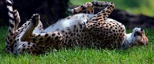 Preview wallpaper cheetah, grass, tumble, predator, lying