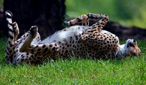 Preview wallpaper cheetah, grass, tumble, predator, lying