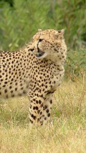 Preview wallpaper cheetah, grass, walk, spotted, big cat